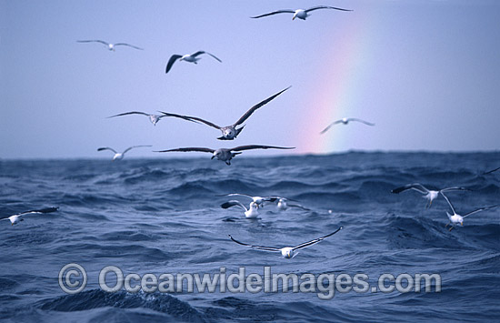 Kelp Gull Larus dominicanus rainbow photo