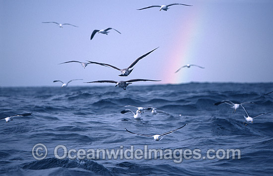 Kelp Gull Larus dominicanus rainbow photo Kelp Gull Larus dominicanus rainbow photo