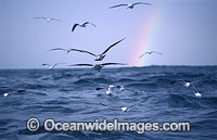Kelp Gull Larus dominicanus rainbow Photo - Chris & Monique Fallows