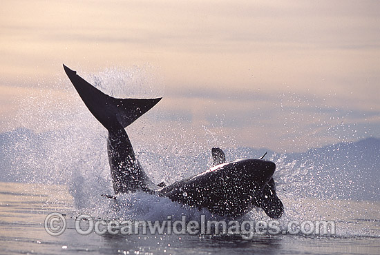 Great White Shark breaching on Seal photo