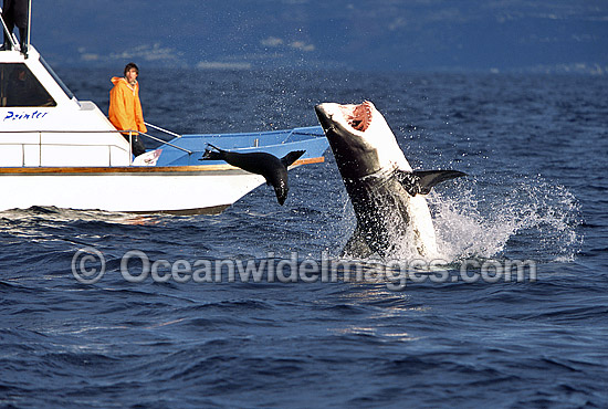 Great White Shark breaching on Seal photo