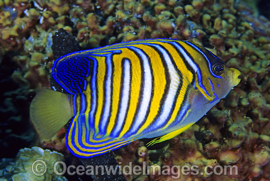 Regal Angelfish Pygoplites diacanthus photo Regal Angelfish Pygoplites diacanthus photo