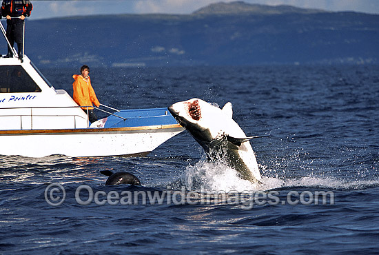 Great White Shark breaching on Seal photo