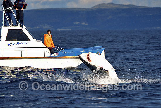 Great White Shark breaching on Seal photo