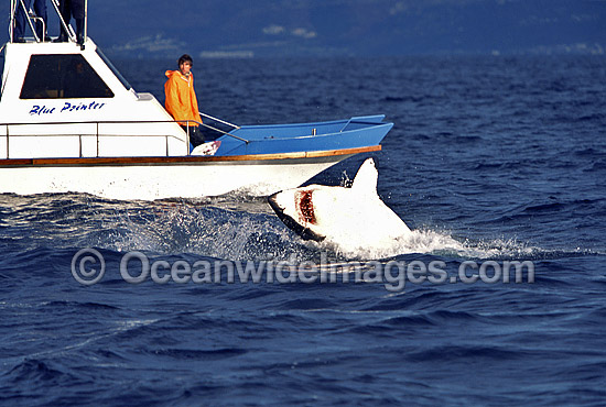 Great White Shark breaching Cape Fur Seal photo