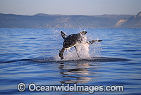 Great White Shark breaching Cape Fur Seal Photo - Chris & Monique Fallows