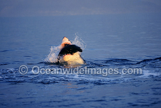 Great White Shark (Carcharodon carcharias) attacking Cape Fur Seal (Arctocephalus pusillus pusillus). False Bay, South Africa. Protected species Classified as Vulnerable on the IUCN Red List. Sequence - F1. Photo - Chris & Monique Fallows