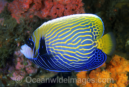 Adolescent Emperor Angelfish (Pomacanthus imperator). Great Barrier Reef, Queensland, Australia Photo - Gary Bell Adolescent Emperor Angelfish (Pomacanthus imperator). Great Barrier Reef, Queensland, Australia Photo - Gary Bell