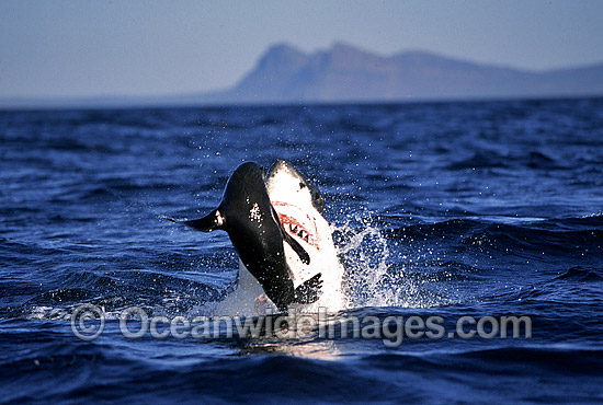 Great White Shark (Carcharodon carcharias) breaching on surface whilst attacking Cape Fur Seal (Arctocephalus pusillus pusillus). False Bay, South Africa. Protected species Classified as Vulnerable on the IUCN Red List. Sequence - G3. Photo - Chris & Monique Fallows Great White Shark (Carcharodon carcharias) breaching on surface whilst attacking Cape Fur Seal (Arctocephalus pusillus pusillus). False Bay, South Africa. Protected species Classified as Vulnerable on the IUCN Red List. Sequence - G3. Photo - Chris & Monique Fallows