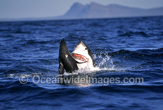 Great White Shark (Carcharodon carcharias) breaching on surface whilst attacking Cape Fur Seal (Arctocephalus pusillus pusillus). False Bay, South Africa. Protected species Classified as Vulnerable on the IUCN Red List. Sequence - G4. Photo - Chris & Monique Fallows Great White Shark (Carcharodon carcharias) breaching on surface whilst attacking Cape Fur Seal (Arctocephalus pusillus pusillus). False Bay, South Africa. Protected species Classified as Vulnerable on the IUCN Red List. Sequence - G4. Photo - Chris & Monique Fallows