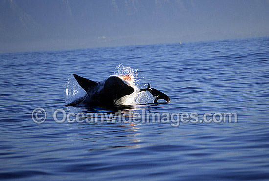 Great White Shark (Carcharodon carcharias) breaching on surface whilst attacking Cape Fur Seal (Arctocephalus pusillus pusillus). False Bay, South Africa. Protected species. Sequence - H1. Photo - Chris & Monique Fallows Great White Shark (Carcharodon carcharias) breaching on surface whilst attacking Cape Fur Seal (Arctocephalus pusillus pusillus). False Bay, South Africa. Protected species. Sequence - H1. Photo - Chris & Monique Fallows