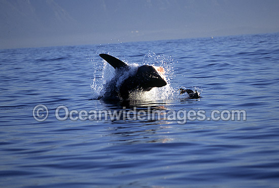 Great White Shark breaching on Seal photo