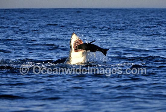 Great White Shark attacking Seal photo