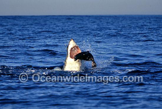 Great White Shark (Carcharodon carcharias) attacking Cape Fur Seal (Arctocephalus pusillus pusillus). False Bay, South Africa. Protected species Classified as Vulnerable on the IUCN Red List. Sequence - J2. Photo - Chris & Monique Fallows Great White Shark (Carcharodon carcharias) attacking Cape Fur Seal (Arctocephalus pusillus pusillus). False Bay, South Africa. Protected species Classified as Vulnerable on the IUCN Red List. Sequence - J2. Photo - Chris & Monique Fallows