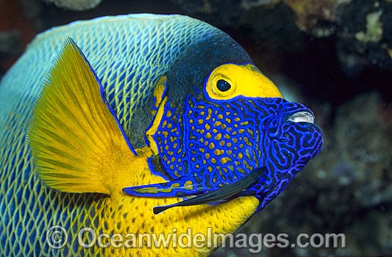 Blue-face Angelfish (Pomacanthus xanthometopon). Also known as Yellow-mask Angelfish.Great Barrier Reef, Queensland, Australia Photo - Gary Bell
