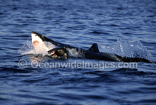 Great White Shark attacking Seal photo