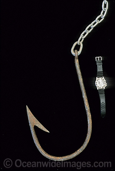 Oversized fishing hook and chain used for drum line fishing to capture large Sharks. South Australia Photo - Gary Bell