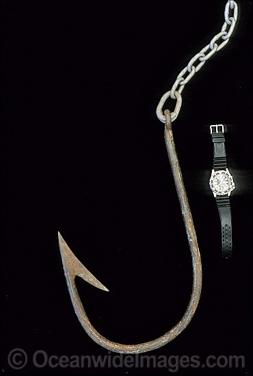 Oversized fishing hook chain used for drum line fishing photo Oversized fishing hook chain used for drum line fishing photo