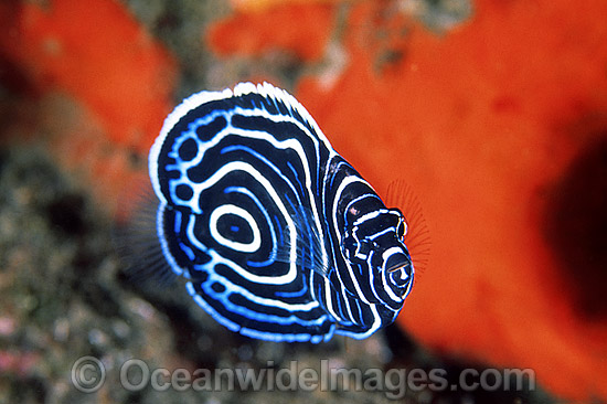 Emperor Angelfish photo Emperor Angelfish photo