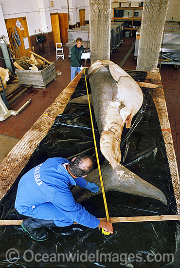 CSIRO Shark scientist measure Great White Shark photo