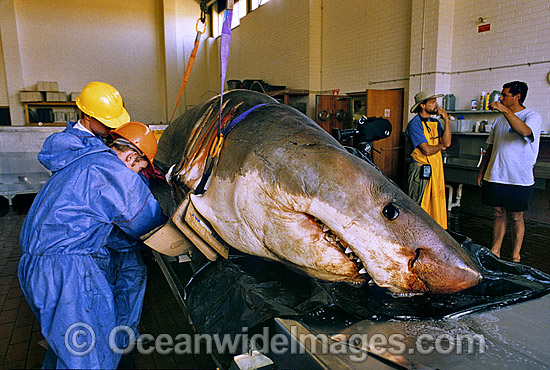 Scientists examine a large Great White Shark photo Scientists examine a large Great White Shark photo