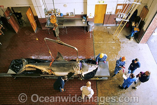 Scientists examine a large female Great White Shark (Carcharodon carcharias) caught off South Australia. Photo - Gary Bell