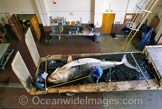 CSIRO Shark scientist measures Great White Shark photo