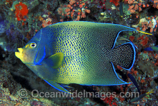 Blue Angelfish Pomacanthus semicirculatus photo Blue Angelfish Pomacanthus semicirculatus photo