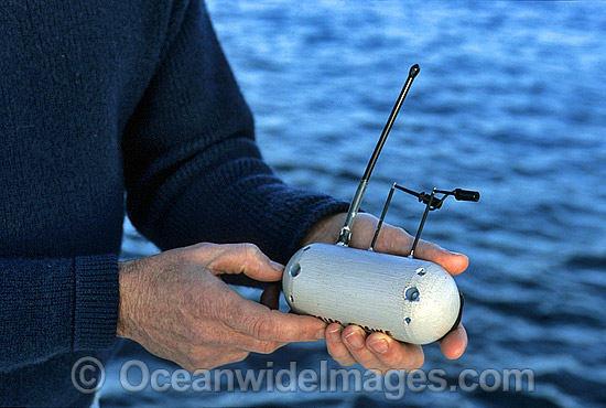 C.S.I.R.O. satelite transmitting device used for tracking Great White Sharks (Carcharodon carcharias). Device is attached to Shark. Australia Photo - Gary Bell