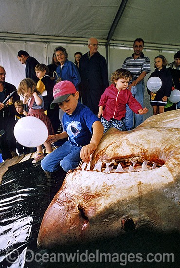 Spectators observe a large female Great White Shark photo
