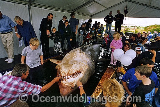 Spectators with a large female Great White Shark photo