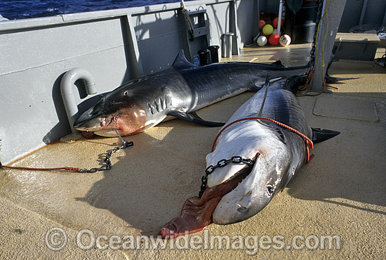 Tiger Sharks (Galeocerdo cuvier) caught on set drum lines. Abrolhos Islands, Western Australia Photo - Gary Bell