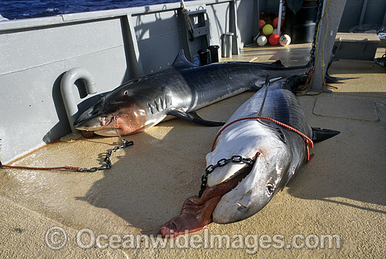 Tiger Sharks caught on set drum line photo Tiger Sharks caught on set drum line photo