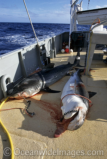 Tiger Sharks (Galeocerdo cuvier) caught on set drum lines. Abrolhos Islands, Western Australia Photo - Gary Bell Tiger Sharks (Galeocerdo cuvier) caught on set drum lines. Abrolhos Islands, Western Australia Photo - Gary Bell