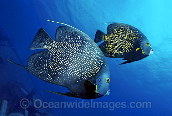 Caribbean Angelfish (Pomacanthus paru). Also known as French Angelfish. Grand Cayman Island, British West Indies Photo - Gary Bell Caribbean Angelfish (Pomacanthus paru). Also known as French Angelfish. Grand Cayman Island, British West Indies Photo - Gary Bell