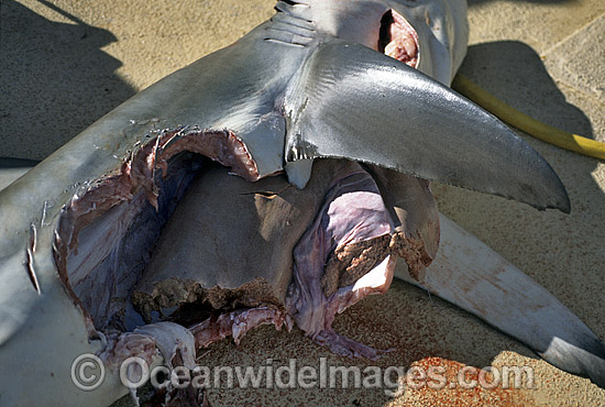 Dusky Shark (Carcharhinus obscurus), also known as Black Whaler and Bronze Whaler, which has been attacked by Tiger Sharks (Galeocerdo cuvier). Abrolhos Islands, Western Australia Photo - Gary Bell Dusky Shark (Carcharhinus obscurus), also known as Black Whaler and Bronze Whaler, which has been attacked by Tiger Sharks (Galeocerdo cuvier). Abrolhos Islands, Western Australia Photo - Gary Bell
