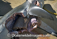 Dusky Shark attacked by Tiger Sharks Photo - Gary Bell