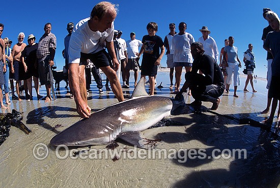 Bronze Whaler Shark (Carcharhinus brachyurus) caught in beach seine net, being measured, tagged and released. Also known as Copper Shark and Cocktail Shark. Cape Town, South Africa Photo - Chris & Monique Fallows