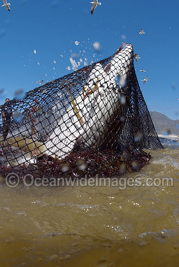 Bronze Whaler Shark caught in beach net photo Bronze Whaler Shark caught in beach net photo