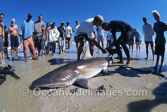 Bronze Whaler Shark caught in beach seine net photo Bronze Whaler Shark caught in beach seine net photo