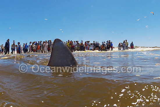 Bronze Whaler Shark dorsal fin photo