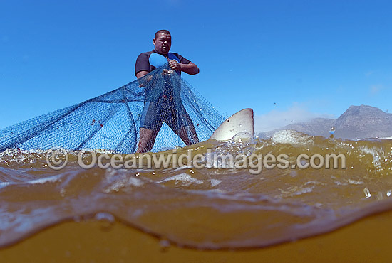 Bronze Whaler Shark caught in beach seine net photo Bronze Whaler Shark caught in beach seine net photo