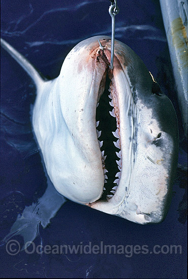 Tiger Shark (Galeocerdo cuvier) caught on set drum line. Abrolhos Islands, Western Australia Photo - Gary Bell Tiger Shark (Galeocerdo cuvier) caught on set drum line. Abrolhos Islands, Western Australia Photo - Gary Bell