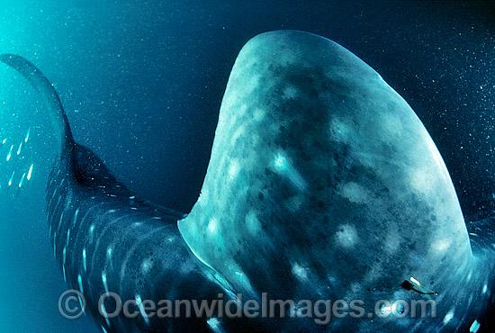 Whale Shark dorsal fin transmitting device photo