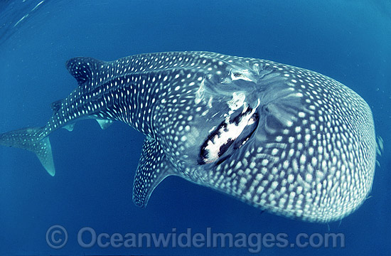 Surviving Whale Shark (Rhincodon typus) with extreme scarring on upper surface. Wound most likely caused by ship propeller. Ningaloo Reef, Western Australia. Classified Vulnerable on the IUCN Red List. Photo - Gary Bell