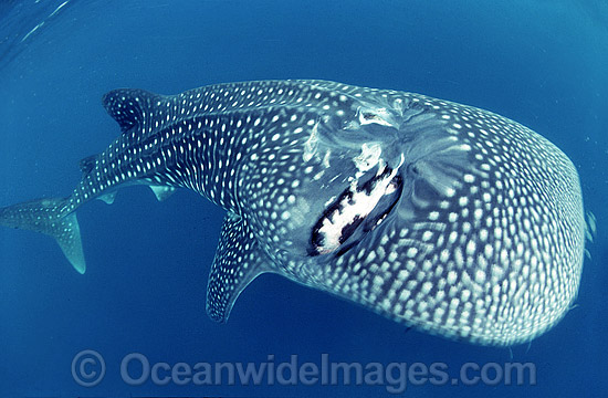 Whale Shark with scarring photo Whale Shark with scarring photo