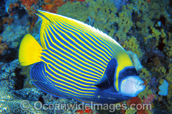 Emperor Angelfish photo Emperor Angelfish photo