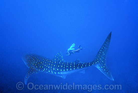 Whale Shark (Rhincodon typus) and Scuba Diver. Indo-Pacific. Found throughout the world in all tropical and warm-temperate seas. Classified Vulnerable on the IUCN Red List. Photo - Gary Bell