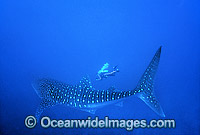 Whale Shark with Scuba Diver Photo - Gary Bell