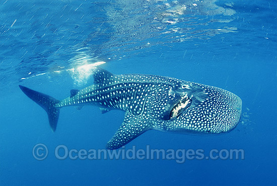 Surviving Whale Shark (Rhincodon typus) with extreme scarring on upper surface. Wound most likely caused by ship propeller. Ningaloo Reef, Western Australia. Classified Vulnerable on the IUCN Red List. Photo - Gary Bell Surviving Whale Shark (Rhincodon typus) with extreme scarring on upper surface. Wound most likely caused by ship propeller. Ningaloo Reef, Western Australia. Classified Vulnerable on the IUCN Red List. Photo - Gary Bell